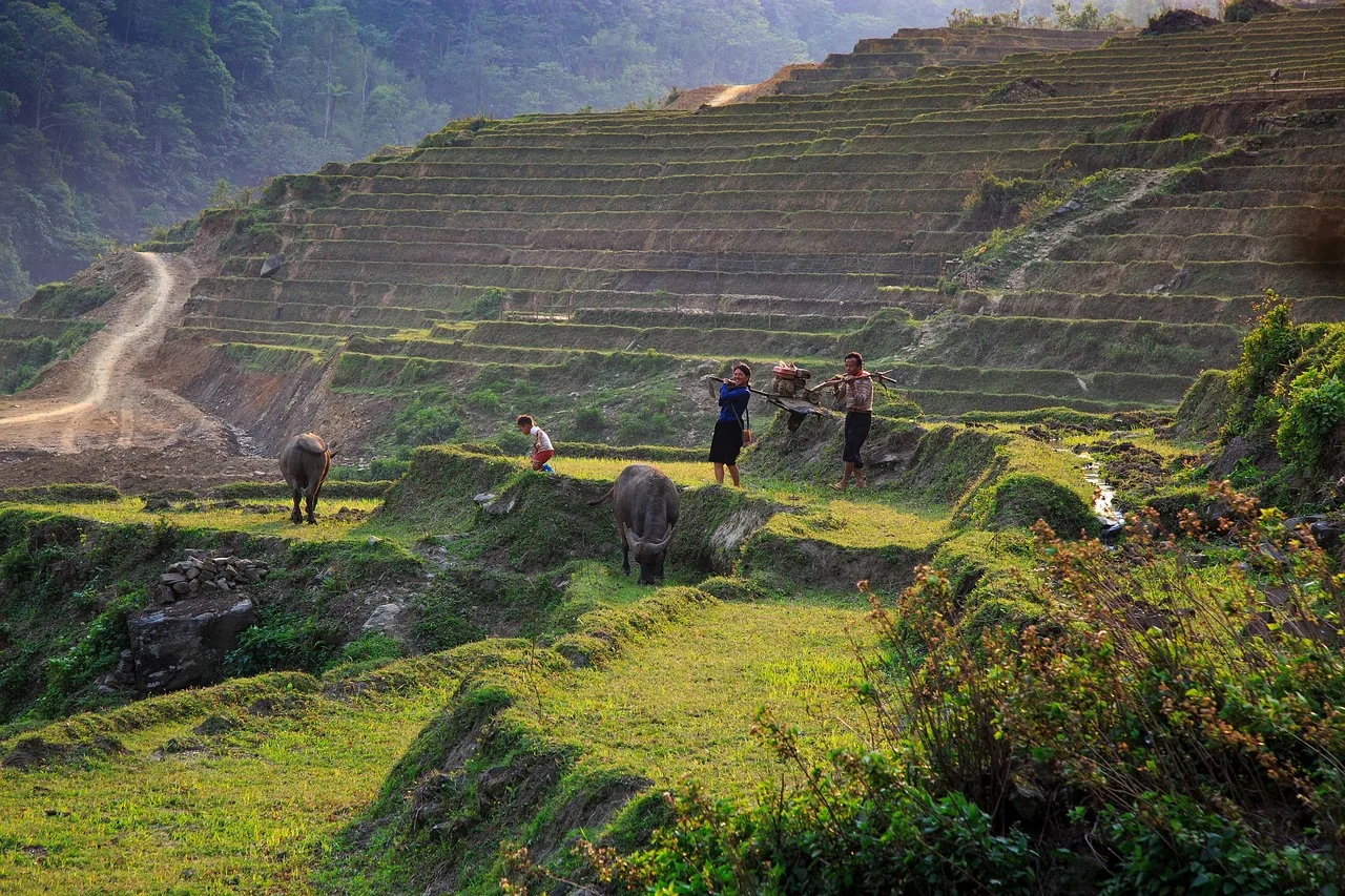 Local farmers and water buffalo working among rice terraces in Sapa