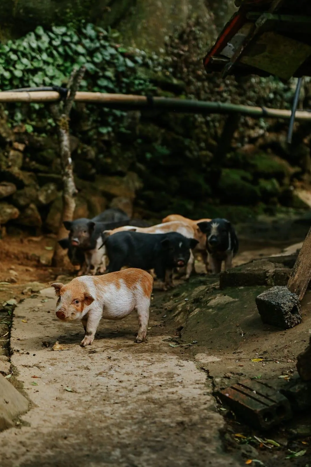 Sapa trekking moment 38 with local guide Nhu