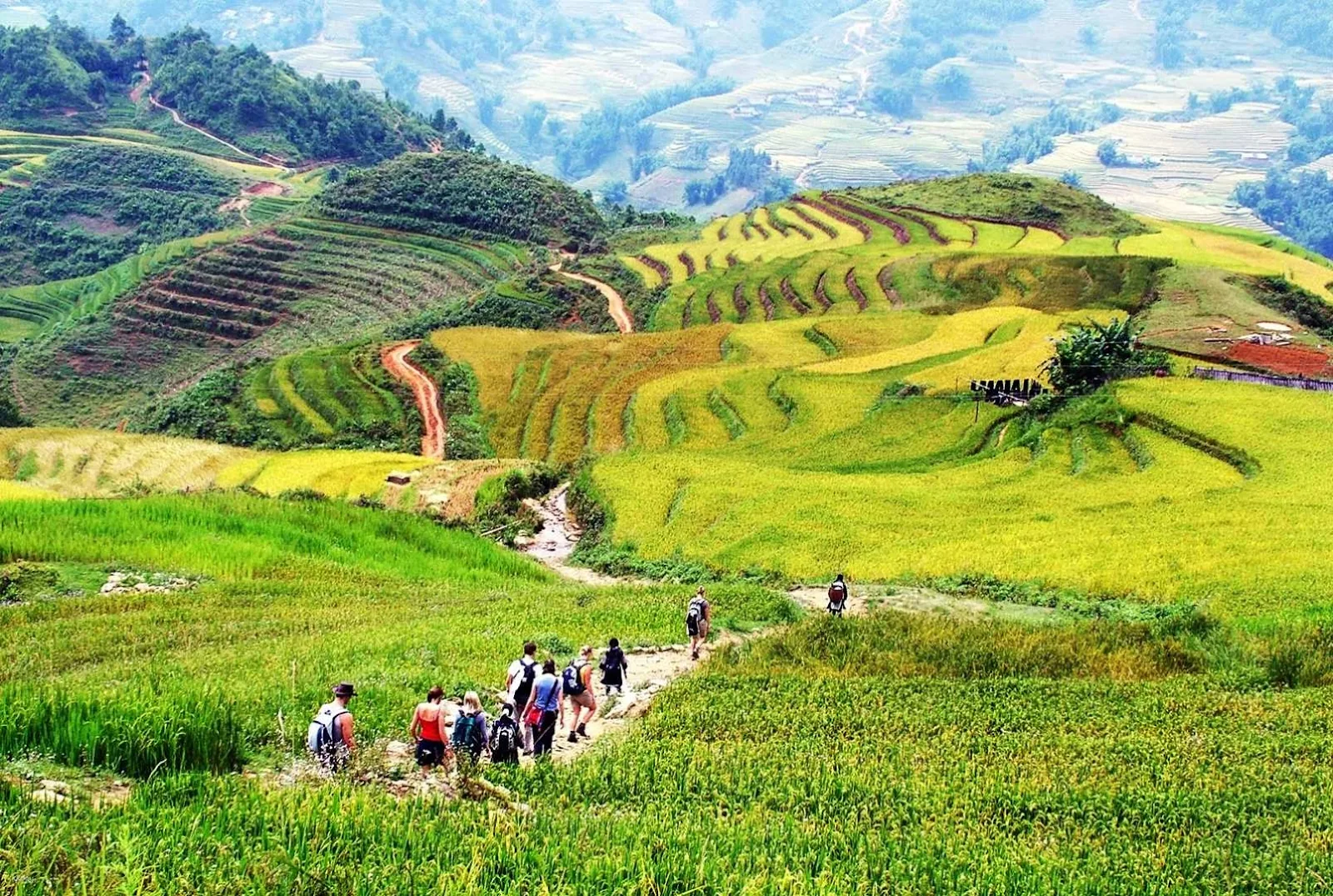 Trekking group walking through golden and green Sapa rice terraces